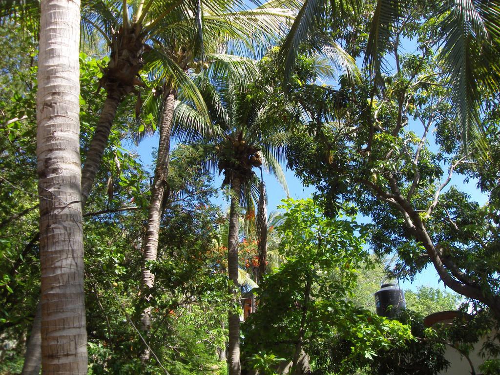 El Almendro Puerto Ángel Exterior foto